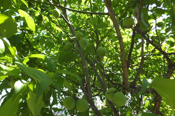 DSCF3639.JPG