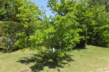 DSCF3640.JPG